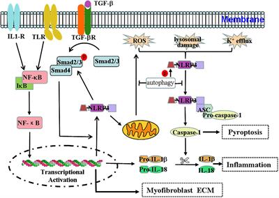 Effect and Regulation of the NLRP3 Inflammasome During Renal Fibrosis
